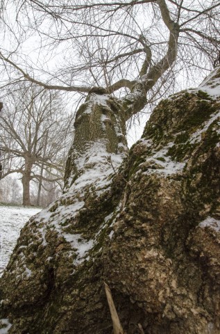Причудливое дерево под снегом