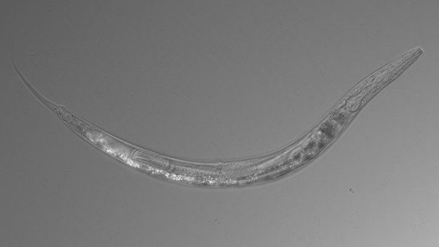 Три пола и устойчивость к мышьяку: в США обнаружены странные черви-экстремофилы - Вести.Наука