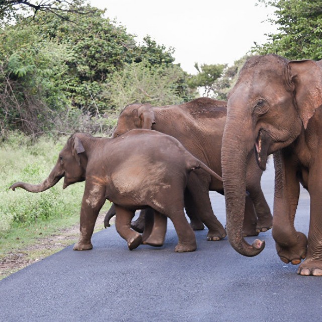 Индийская полиция использует слонов для борьбы с незаконными поселениями