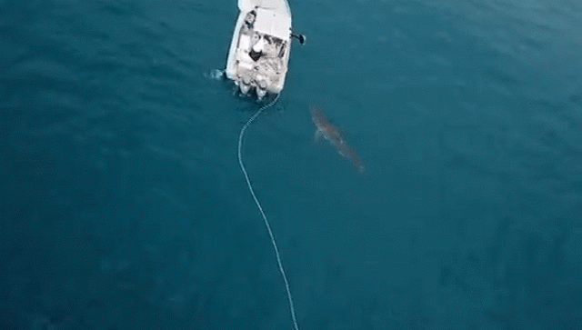 Разъяренная пятиметровая акула напала на австралийских рыбаков
