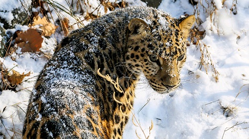 В зоопарке Приморья леопард напал на двухлетнего ребенка