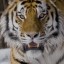В Приморье тигр напал на двух охотников