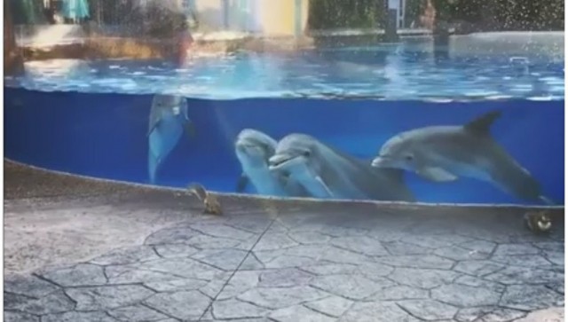 Дельфины засмотрелись на белочек в американском океанариуме