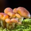 Эти необычные грибы…