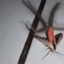 "Как пришелец": пользователей сети поразило видео с необычным насекомым