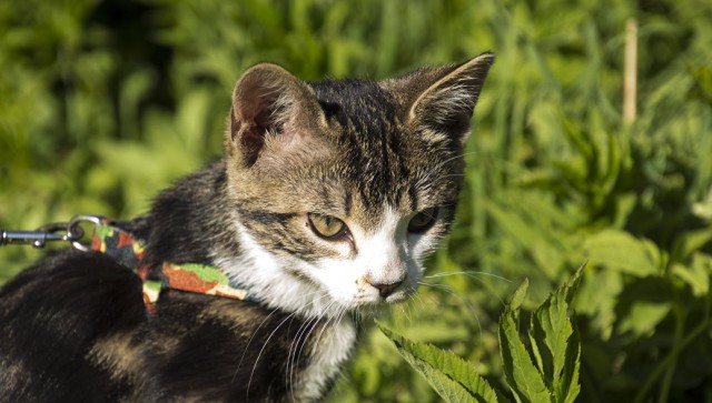В Госдуму планируют внести законопроект о платной регистрации домашних животных