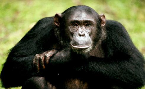Шимпанзе не люди...
