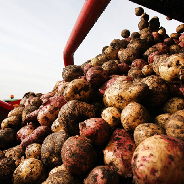 Россия пресекла ввоз 140 тонн зараженного египетского картофеля