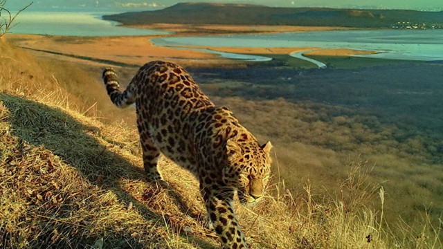 Во Владивостоке леопард и амурский тигр впервые попали в фотоловушку