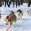 В Карелии пройдут международные гонки на собачьих упряжках