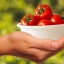 Факты, о полезных свойствах помидора