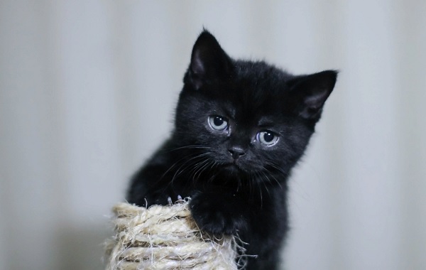 Если черный кот дорогу перейдет: когда и почему зародились предрассудки по поводу черных котов?