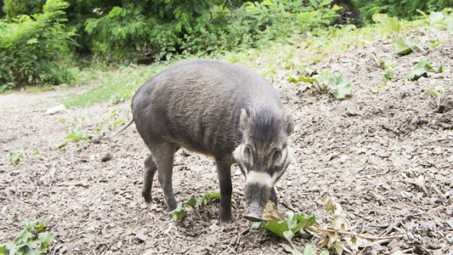Первое наблюдение: свиньи выкапывают ямы при помощи инструментов - Вести.Наука