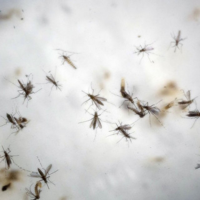 В Турции появились комары, переносящие лихорадку Зика