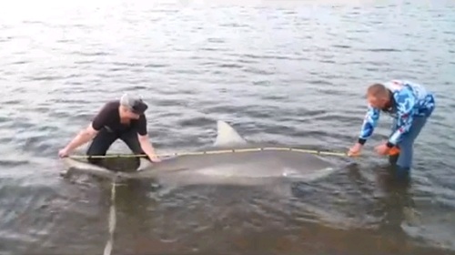 "Мы просто онемели". В Австралии рыбаки поймали беременную тупорылую акулу