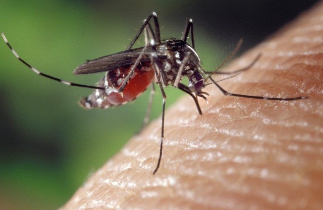 60 укусов за минуту: комары стали чрезмерно агрессивными