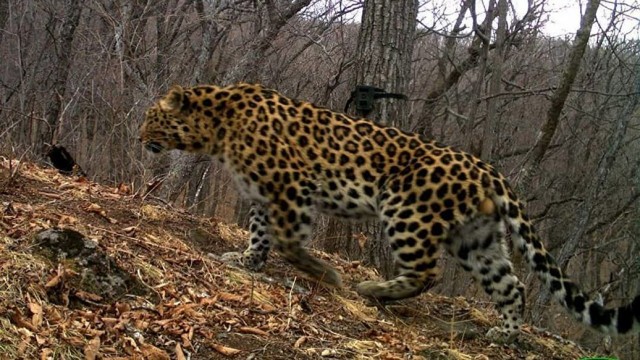 В России выросла численность дальневосточных леопардов