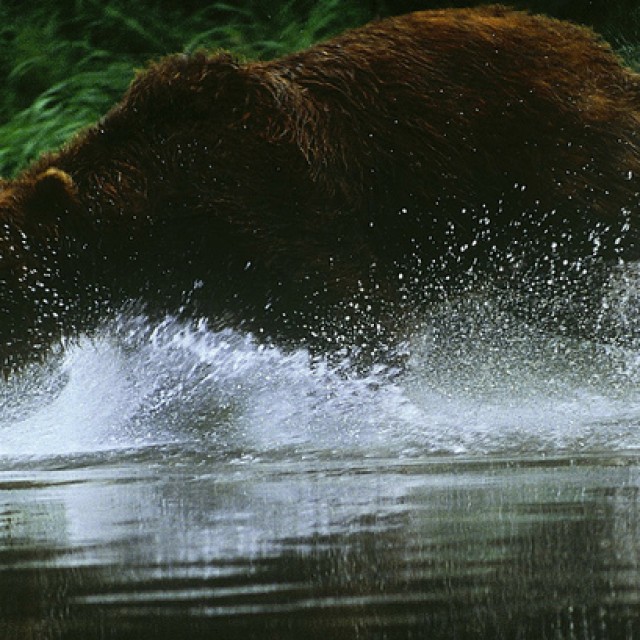 На Камчатке утонул рыбак, спасаясь от медведя
