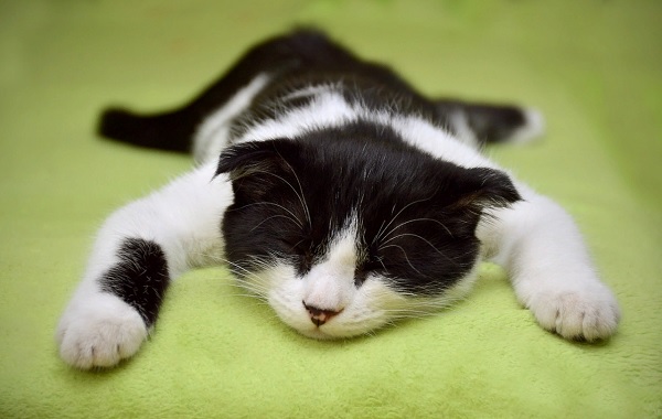 Почему кошка не дает спать по ночам и что делать. Интересные факты о ночной жизни кошек