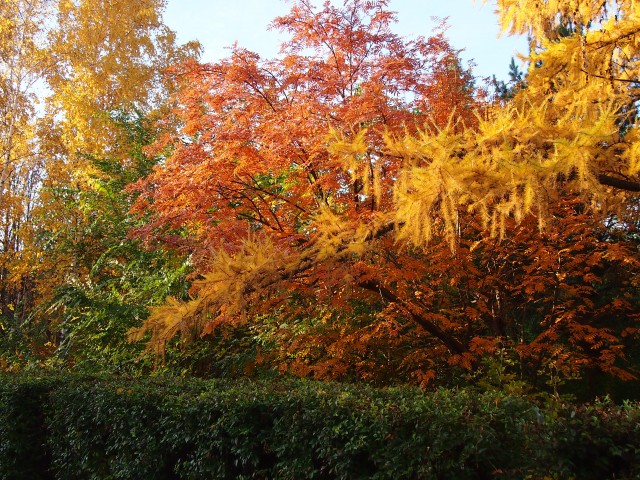 Осенняя лиственница на фоне рябины