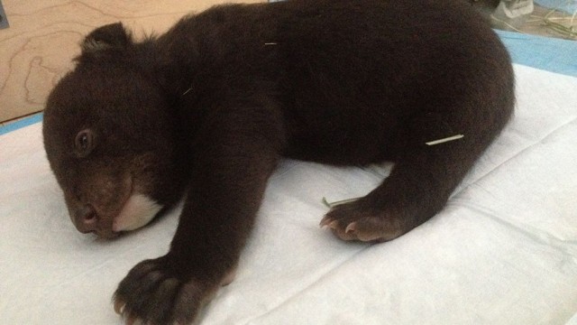 В Приморье полицейские нашли у дороги коробку с гималайским медвежонком