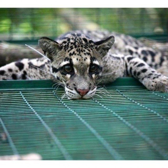 Московский зоопарк получит от Пхеньяна дымчатого леопарда