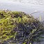 Российские ученые предложили изготавливать из водорослей 30 видов продукции