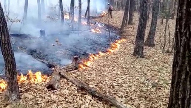 На Дальнем Востоке горят тысячи гектаров леса
