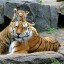 В Приморье две тигрицы с детенышами впервые попали в фотоловушки