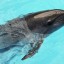 Ученые раскрыли загадку найденных на побережье Испании "надутых" дельфинов