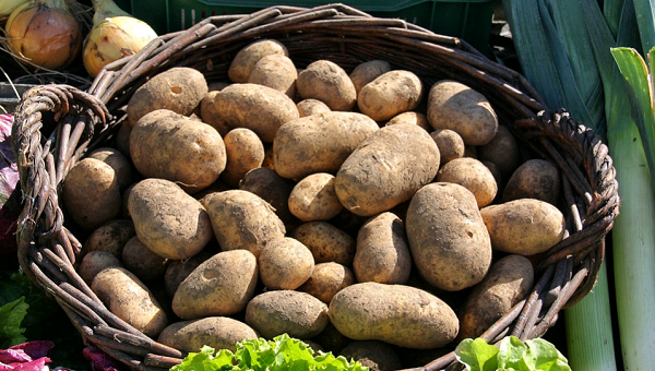 Мой опыт получения раннего, богатого урожая картофеля