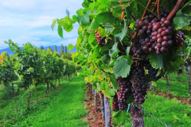 Основы процесса виноделия: приготовление виноградного сока