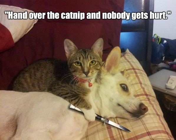 hand-over-the-catnip-and-nobody-gets-hurt