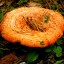 С какого возраста детям можно есть грибы