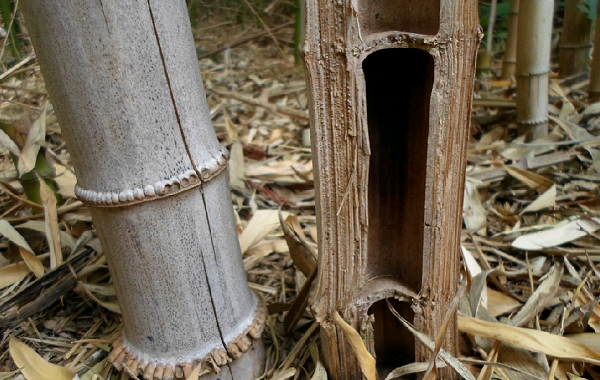 Паркет из бамбука – популярная экзотика