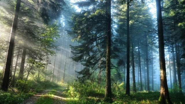 Описание сюжета фильма "Лес призраков" The Forest (2016) США