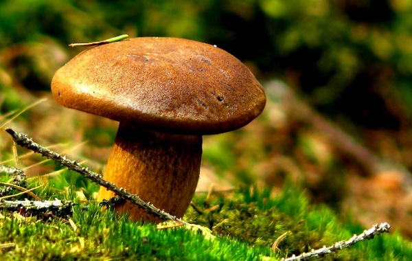 Как определять грибы - Грибникам о грибах