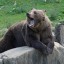 Превед медвед! Советы туристу при встрече с медведем