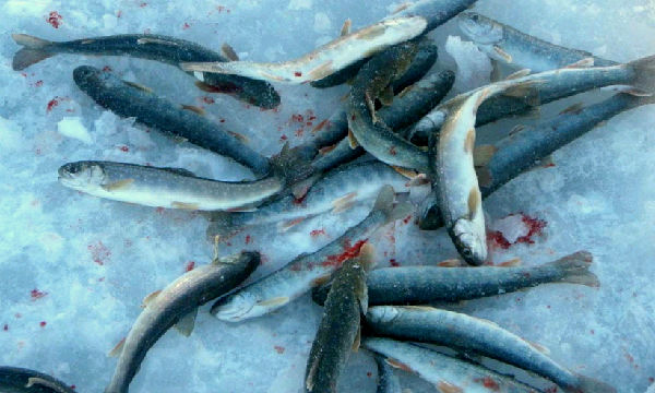 Зимняя рыбалка на Камчатке