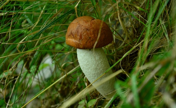 Как определять грибы - Грибникам о грибах