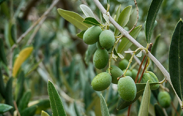 Оливки - божественный вкус и свойства