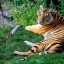 Тигр - исчезающий вид