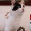 Порода кошек - японский бобтейл