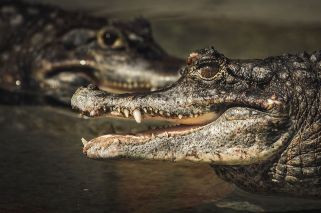 Чем отличается крокодил от аллигатора