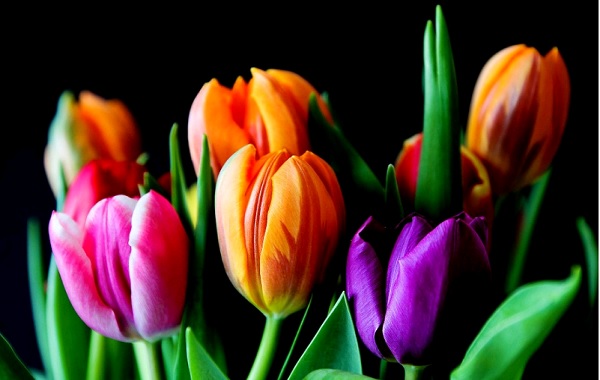 10 самых интересных фактов про цветы