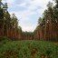 Нужна помощь в оформлении лесного или земельного участка?