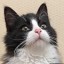 Прекрасного кота-исцелителя можно найти через маркет-плейсы