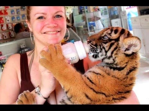Милые Маленькие Тигры Видео Подборка 2016 [NEW]