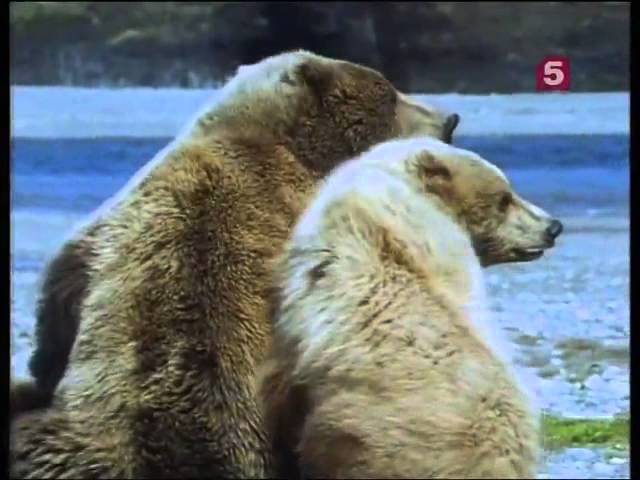 BBC Мир природы Большие медведи Аляски The natural world Great bears of Alaska