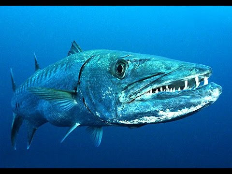 Самые опасные животные — Морские глубины (Документальные фильмы Nat Geo Wild HD)